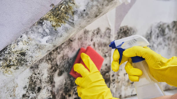 Mold Remediation Services
